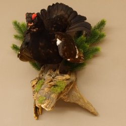 Birkhuhn Kip Volledig preparaat Preparaat Hoogte 60 cm met herkomstbewijs 90.2.19