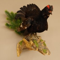 Birkhuhn Kip Volledig preparaat Preparaat Hoogte 60 cm met herkomstbewijs 90.2.19