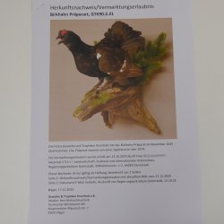 Birkhuhn Kip Volledig preparaat Preparaat Hoogte 60 cm met herkomstbewijs 90.2.19