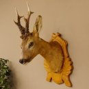 Testa di capriolo imbalsamata Corna di capriolo Trofeo intagliato Testa imbalsamata 85.11.93