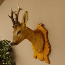 Testa di capriolo imbalsamata Corna di capriolo Trofeo intagliato Testa imbalsamata 85.11.93