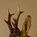 Testa di capriolo imbalsamata Corna di capriolo Trofeo intagliato Testa imbalsamata 85.11.93