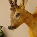 Testa di capriolo imbalsamata Corna di capriolo Trofeo intagliato Testa imbalsamata 85.11.93