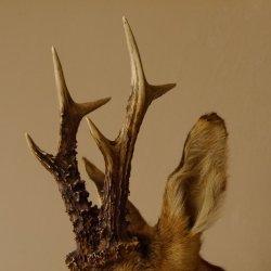 Testa di capriolo imbalsamata Corna di capriolo Trofeo intagliato Testa imbalsamata 85.11.93