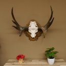 Moose small moose antlers Antler width 77 cm Skull trophy...