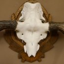 Eland klein elandgewei Gewei Breedte 77 cm Schedel trofee op gesneden trofeeplaat 79,71