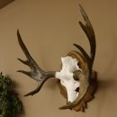 Eland klein elandgewei Gewei Breedte 77 cm Schedel trofee op gesneden trofeeplaat 79,71