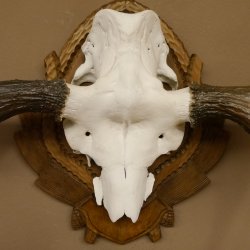 Eland klein elandgewei Gewei Breedte 77 cm Schedel trofee op gesneden trofeeplaat 79,71