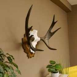 Eland klein elandgewei Gewei Breedte 77 cm Schedel trofee op gesneden trofeeplaat 79,71