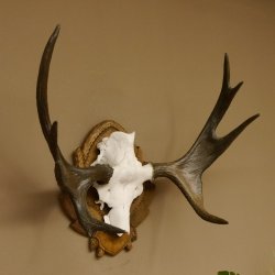 Eland klein elandgewei Gewei Breedte 77 cm Schedel trofee op gesneden trofeeplaat 79,71