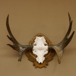 Eland klein elandgewei Gewei Breedte 77 cm Schedel trofee op gesneden trofeeplaat 79,71