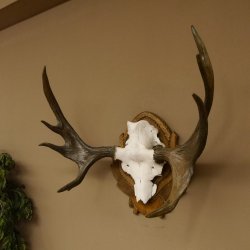 Eland klein elandgewei Gewei Breedte 77 cm Schedel trofee op gesneden trofeeplaat 79,71