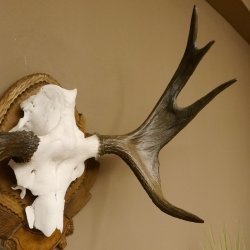 Eland klein elandgewei Gewei Breedte 77 cm Schedel trofee op gesneden trofeeplaat 79,71