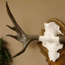 Eland klein elandgewei Gewei Breedte 77 cm Schedel trofee op gesneden trofeeplaat 79,71