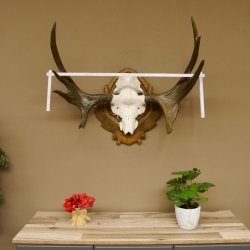 Eland klein elandgewei Gewei Breedte 77 cm Schedel trofee op gesneden trofeeplaat 79,71