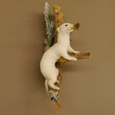 Erminino Donnola Inverno Pelliccia Altezza 33 cm Animale imbalsamato tassidermia 89.1.54