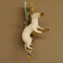 Erminino Donnola Inverno Pelliccia Altezza 33 cm Animale...