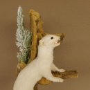 Erminino Donnola Inverno Pelliccia Altezza 33 cm Animale imbalsamato tassidermia 89.1.54