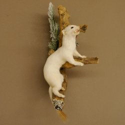 Erminino Donnola Inverno Pelliccia Altezza 33 cm Animale imbalsamato tassidermia 89.1.54