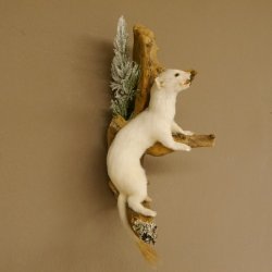 Erminino Donnola Inverno Pelliccia Altezza 33 cm Animale imbalsamato tassidermia 89.1.54