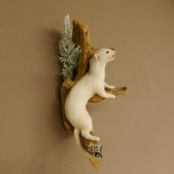 Erminino Donnola Inverno Pelliccia Altezza 33 cm Animale imbalsamato tassidermia 89.1.54