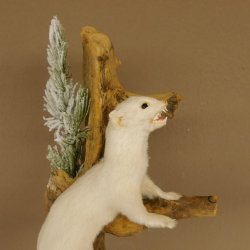 Erminino Donnola Inverno Pelliccia Altezza 33 cm Animale imbalsamato tassidermia 89.1.54