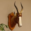 Blessbock Buntbock HL 34.5 cm Antelope Head Shoulder Mount Trophy Shield 95.5.16