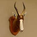 Blessbock Buntbock HL 34.5 cm Antelope Head Shoulder Mount Trophy Shield 95.5.16
