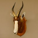 Blessbock Buntbock HL 34.5 cm Antelope Head Shoulder Mount Trophy Shield 95.5.16