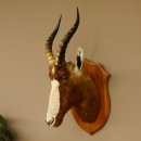 Blessbock Buntbock HL 34.5 cm Antelope Head Shoulder Mount Trophy Shield 95.5.16