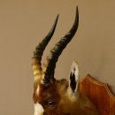 Blessbock Buntbock HL 34.5 cm Antelope Head Shoulder Mount Trophy Shield 95.5.16