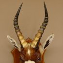 Blessbock Buntbock HL 34.5 cm Antelope Head Shoulder Mount Trophy Shield 95.5.16