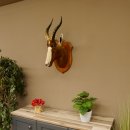 Blessbock Buntbock HL 34.5 cm Antelope Head Shoulder Mount Trophy Shield 95.5.16