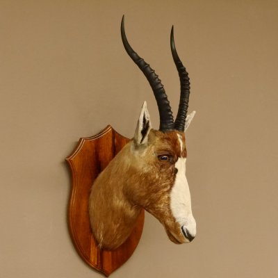 Blessbock Buntbock HL 34,5 cm Antilope Tête Épaules Préparation Plaque trophée 95.5.16