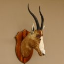 Blessbock Buntbock HL 34,5 cm Antilope Tête...