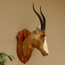 Blessbock Buntbock HL 34,5 cm Antilope Tête...