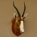Blessbock Buntbock HL 34,5 cm Antilope Tête Épaules Préparation Plaque trophée 95.5.16