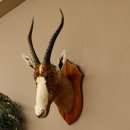Blessbock Buntbock HL 34,5 cm Antilope Tête Épaules Préparation Plaque trophée 95.5.16
