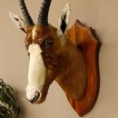 Blessbock Buntbock HL 34,5 cm Antilope Tête Épaules Préparation Plaque trophée 95.5.16