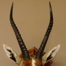 Blessbock Buntbock HL 34,5 cm Antilope Tête Épaules Préparation Plaque trophée 95.5.16