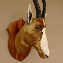 Blessbock Buntbock HL 34,5 cm Antilope Tête Épaules Préparation Plaque trophée 95.5.16