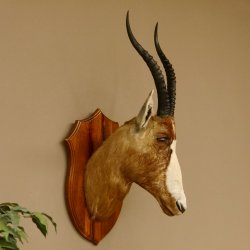 Blessbock Buntbock HL 34,5 cm Antilope Tête Épaules Préparation Plaque trophée 95.5.16