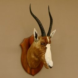 Blessbock Buntbock HL 34,5 cm Antilope Tête Épaules Préparation Plaque trophée 95.5.16