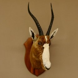 Blessbock Buntbock HL 34,5 cm Antilope Tête Épaules Préparation Plaque trophée 95.5.16