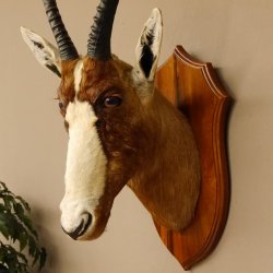 Blessbock Buntbock HL 34,5 cm Antilope Tête Épaules Préparation Plaque trophée 95.5.16
