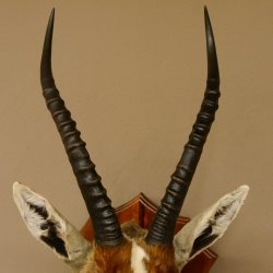 Blessbock Buntbock HL 34,5 cm Antilope Tête Épaules Préparation Plaque trophée 95.5.16