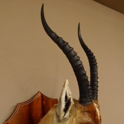 Blessbock Buntbock HL 34,5 cm Antilope Tête Épaules Préparation Plaque trophée 95.5.16