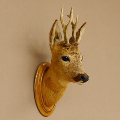 Capriolo testa spalla preparato altezza 46 cm corna capriolo testa preparato scudo 85.11.107