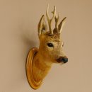 Capriolo testa spalla preparato altezza 46 cm corna...