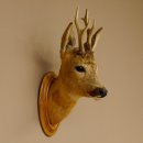 Capriolo testa spalla preparato altezza 46 cm corna...